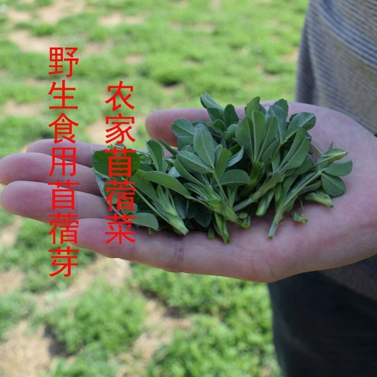 蔬菜,使用后可消内火,尤其是春天气候干燥的时候,适当吃一些抄苜蓿菜