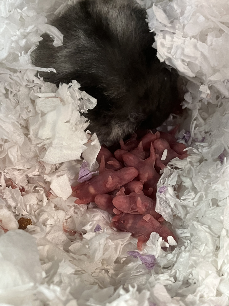 金丝熊生宝宝第一胎生了13只 不是说金丝熊第一胎都会比较少吗?