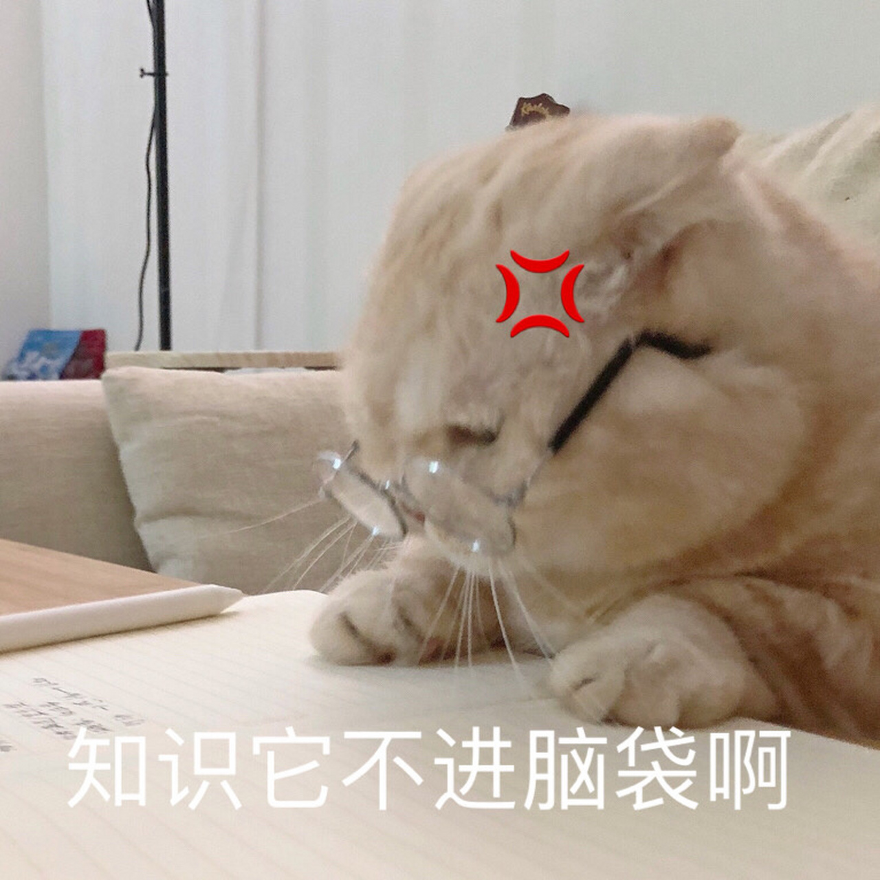 学不下去的表情包