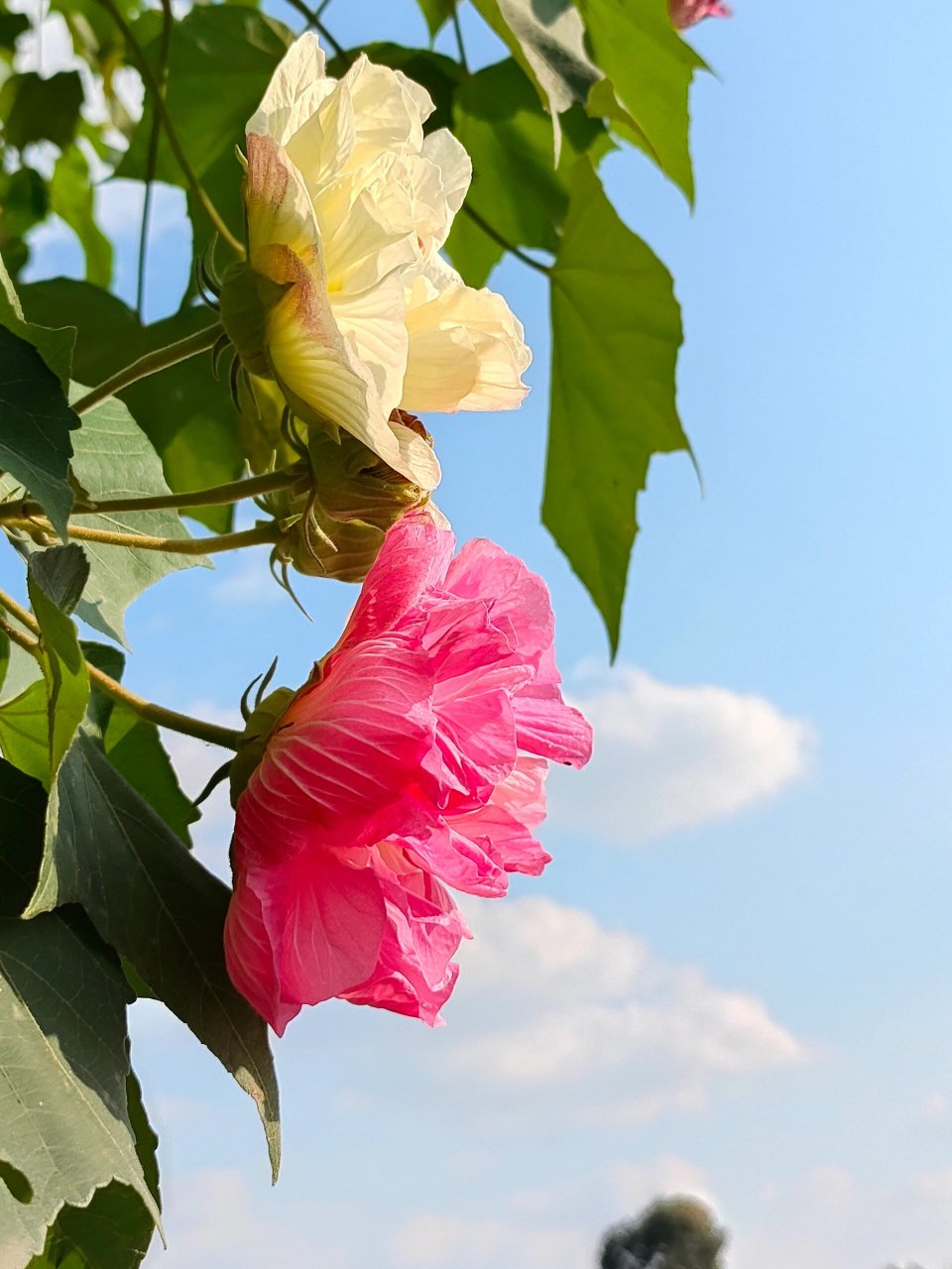 成都市的市花 突然觉得阳光下的芙蓉花好美