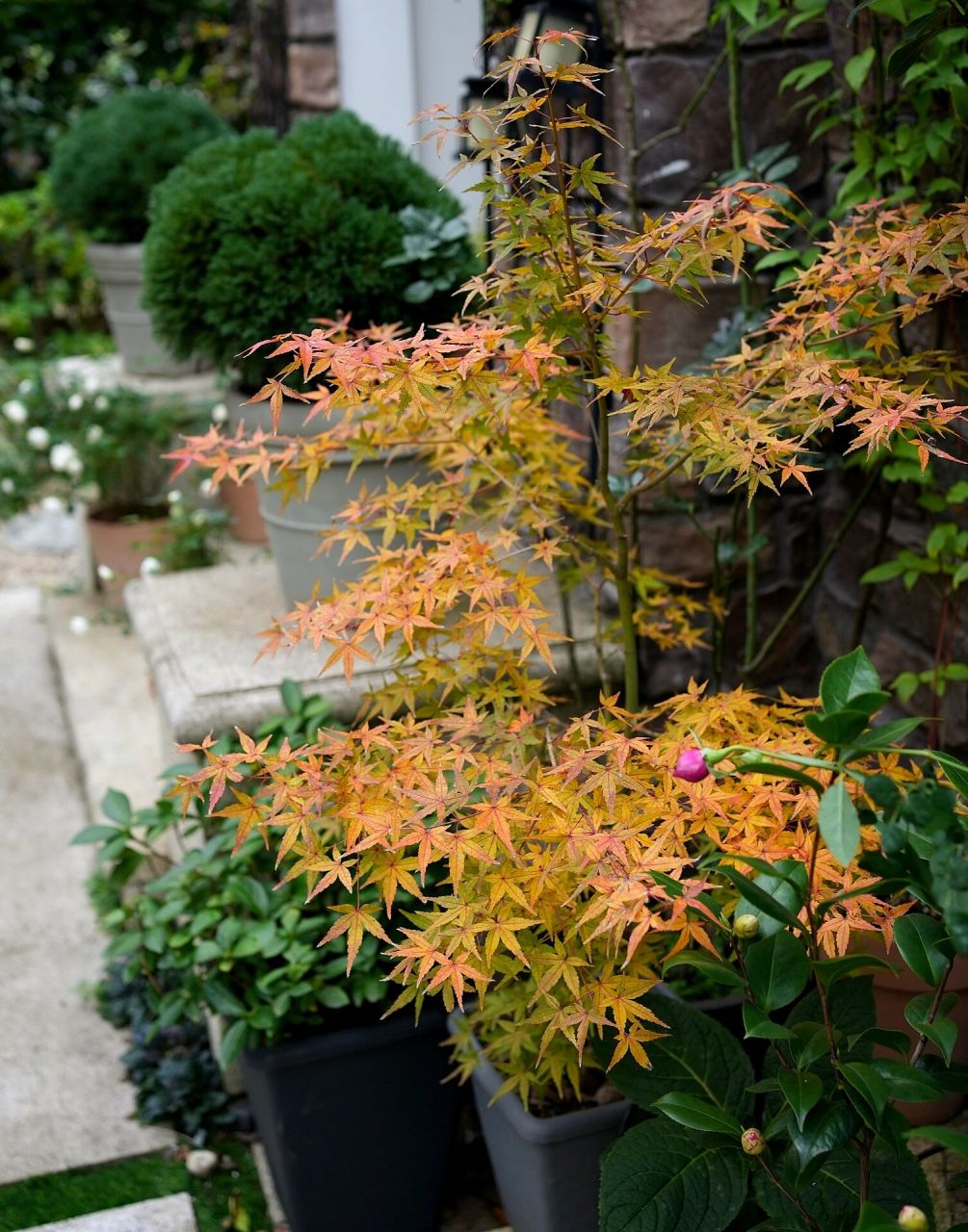 枫树 金贵卡苏 大温差下颜色愈来愈美了.