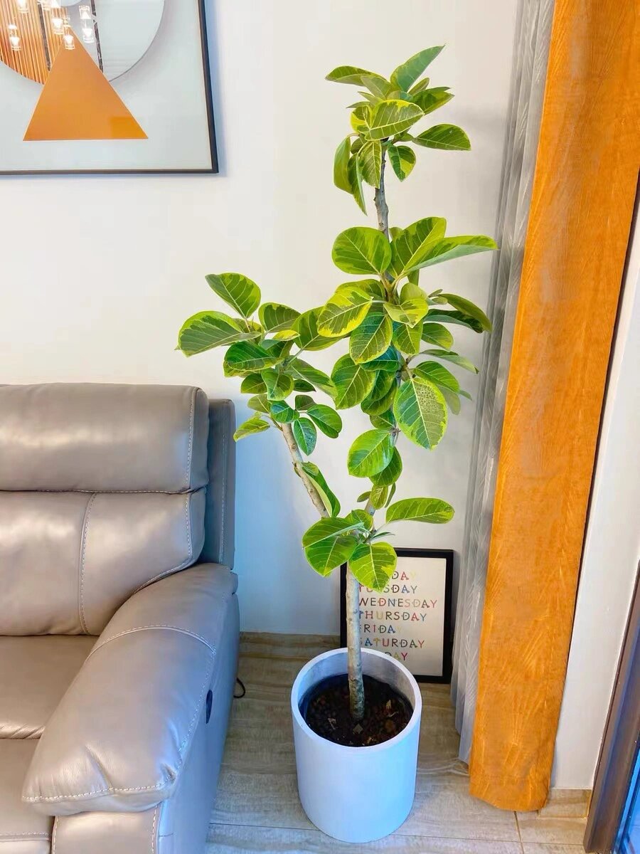 常见绿植|黄金榕