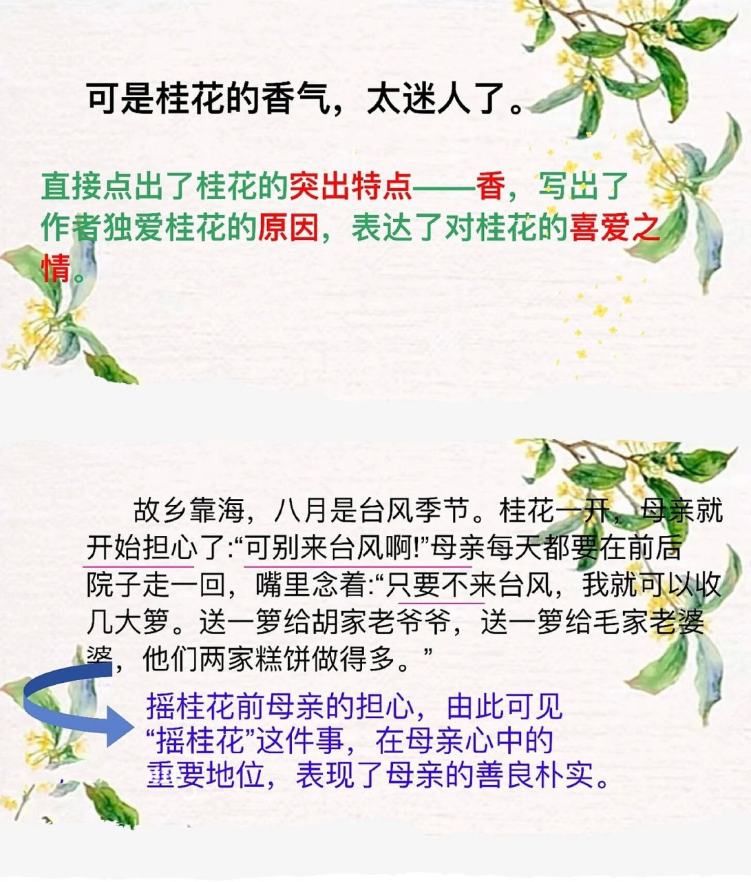 桂花雨创意板书图片