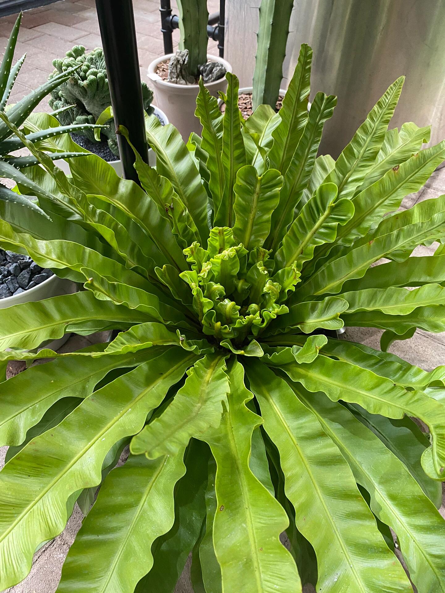 鸟巢蕨,养了快三年了,大神奇了