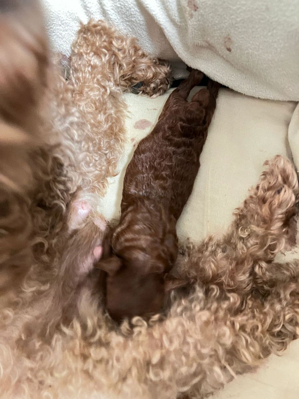 刚出生|可爱泰迪宝宝93 欢迎新成员的加入93 	 小泰迪刚出生第