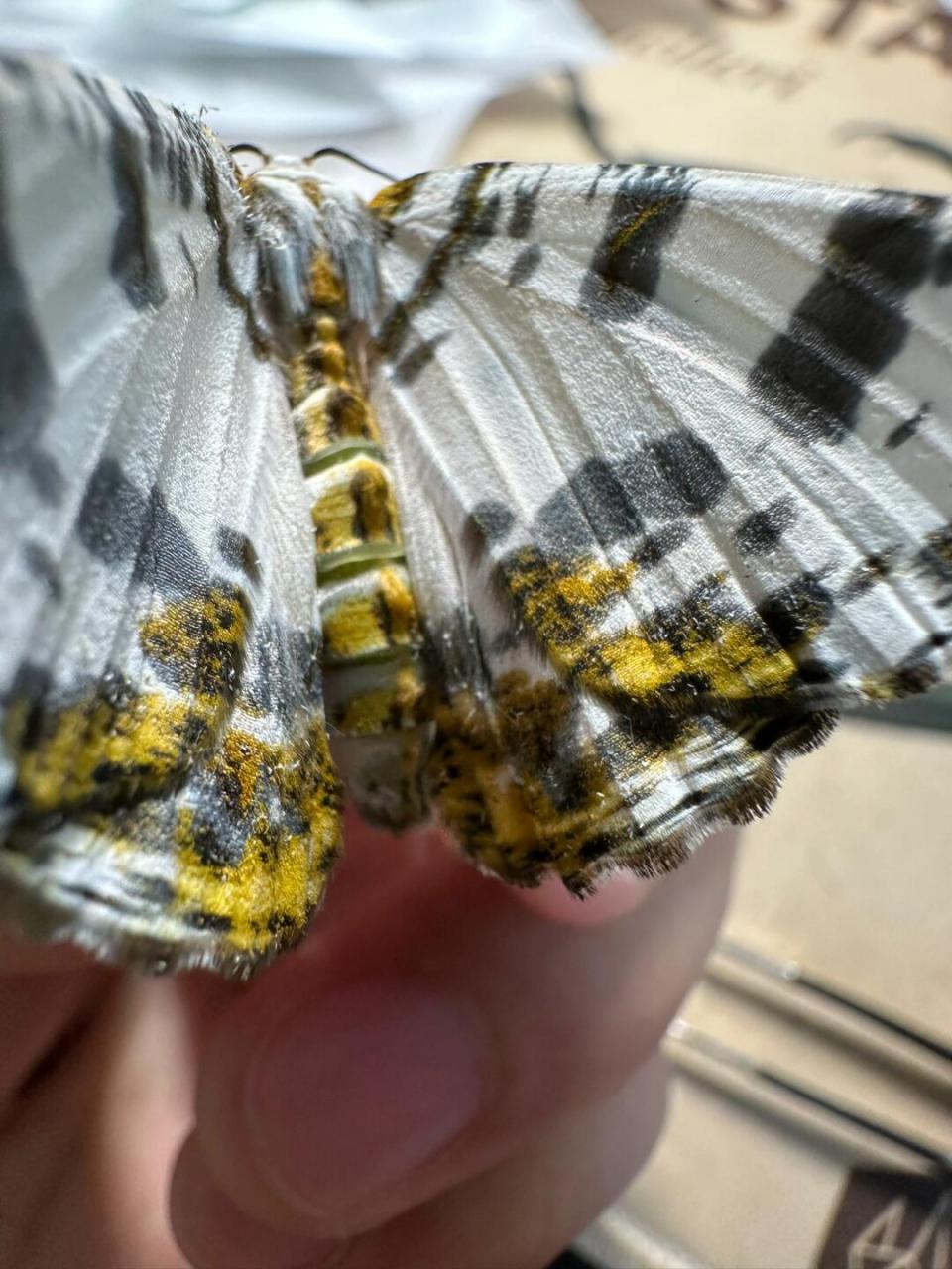 自然教育# #趣味知识科普# #金星垂耳尺蛾# #尺蠖# #尺蛾# #毛毛 