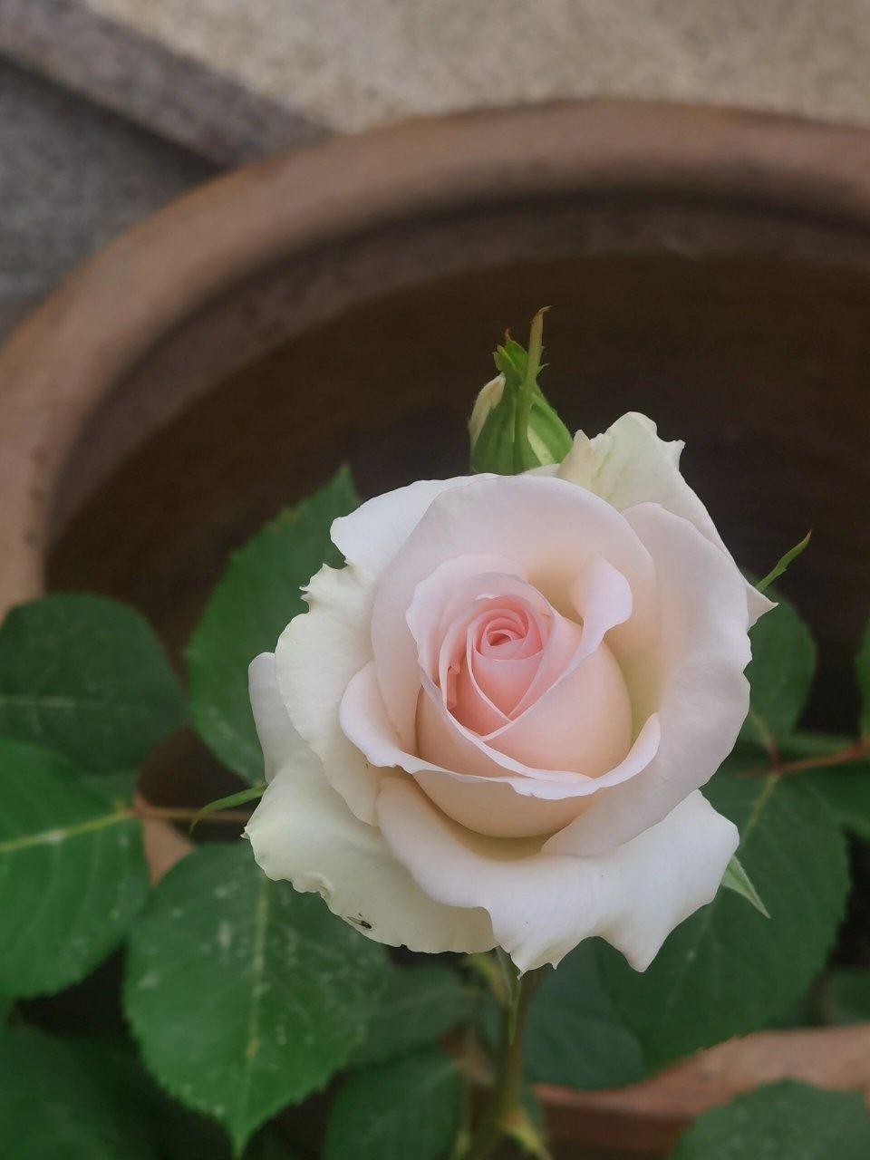 香水女人切花月季
