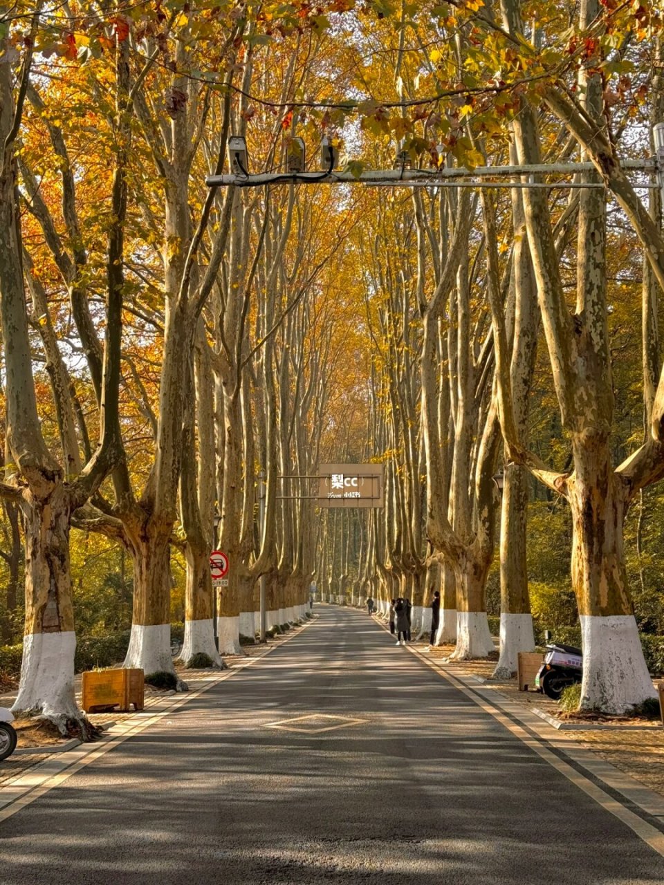 灵谷寺路这里也很美91而且人不多!