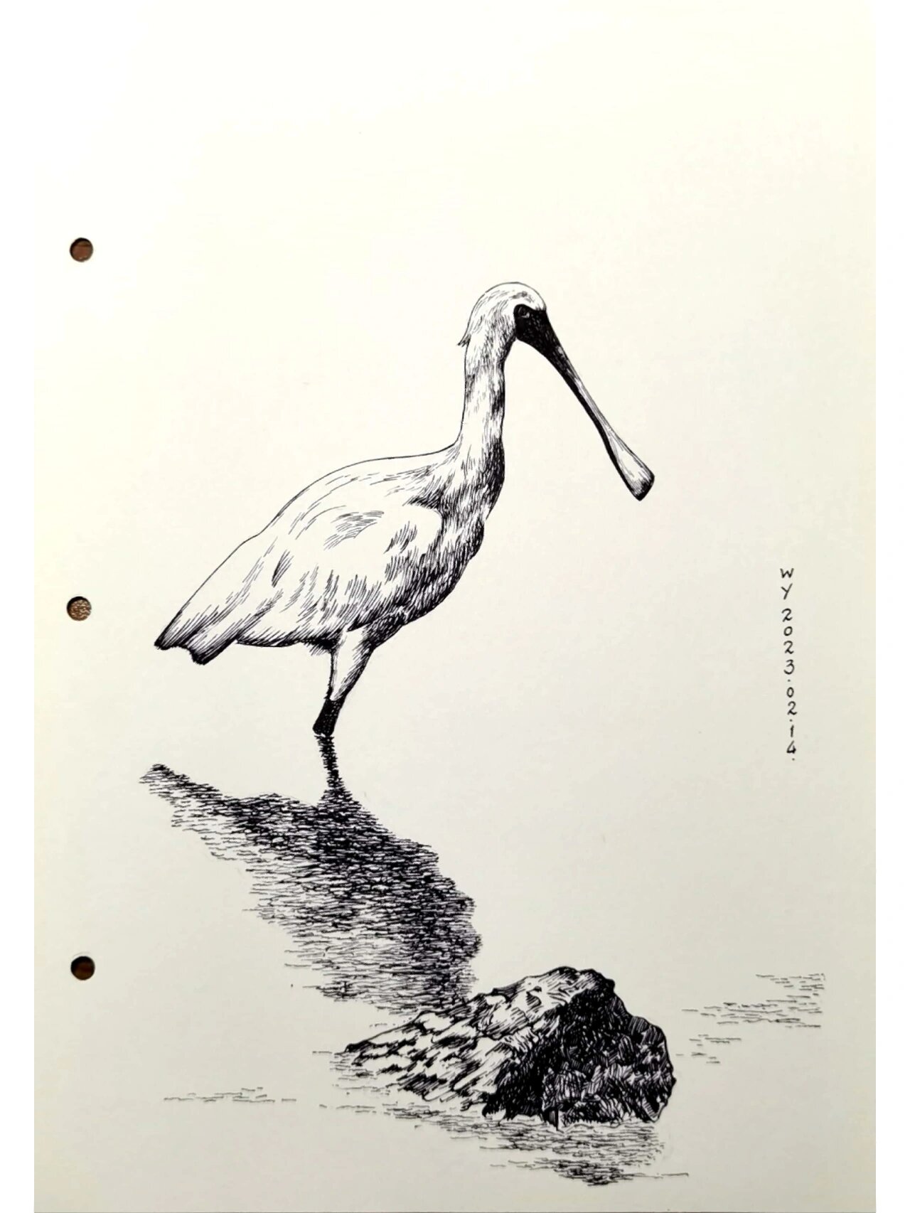 钢笔画练习～黑脸琵鹭