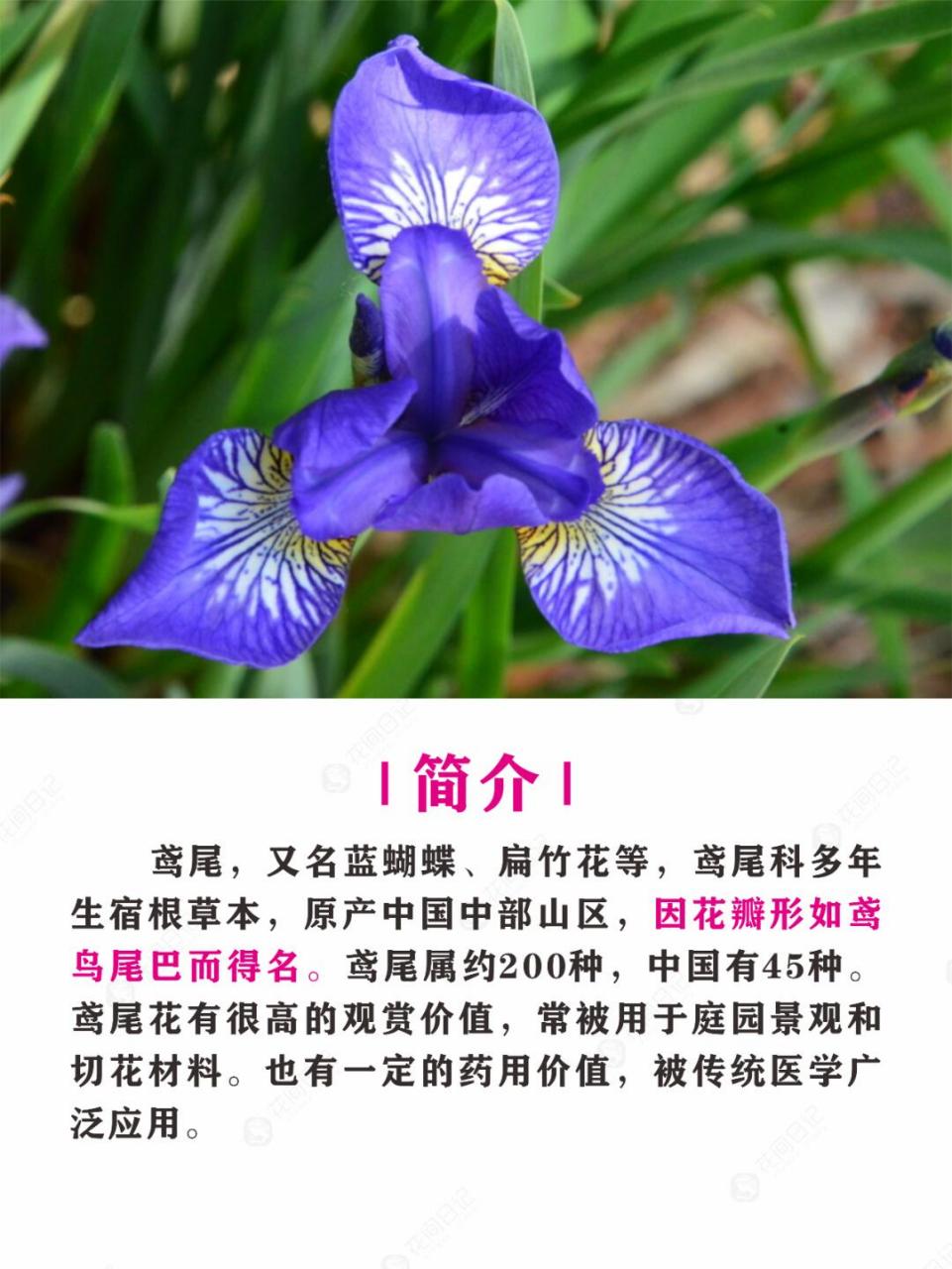 鸢尾草功效图片