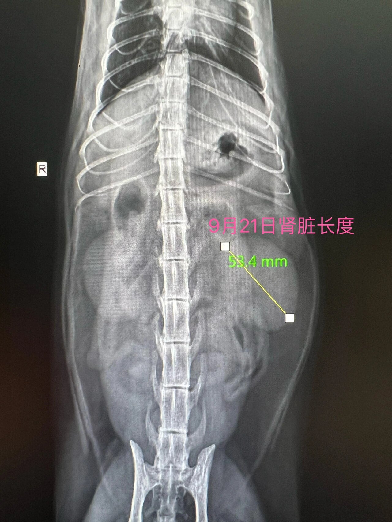 让宠物主人都能看懂x光片