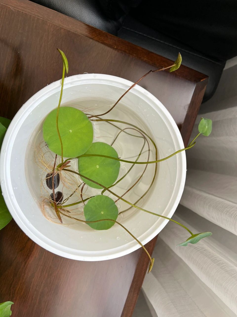 水培碗莲籽03莲子 第一次种植荷花,水培.