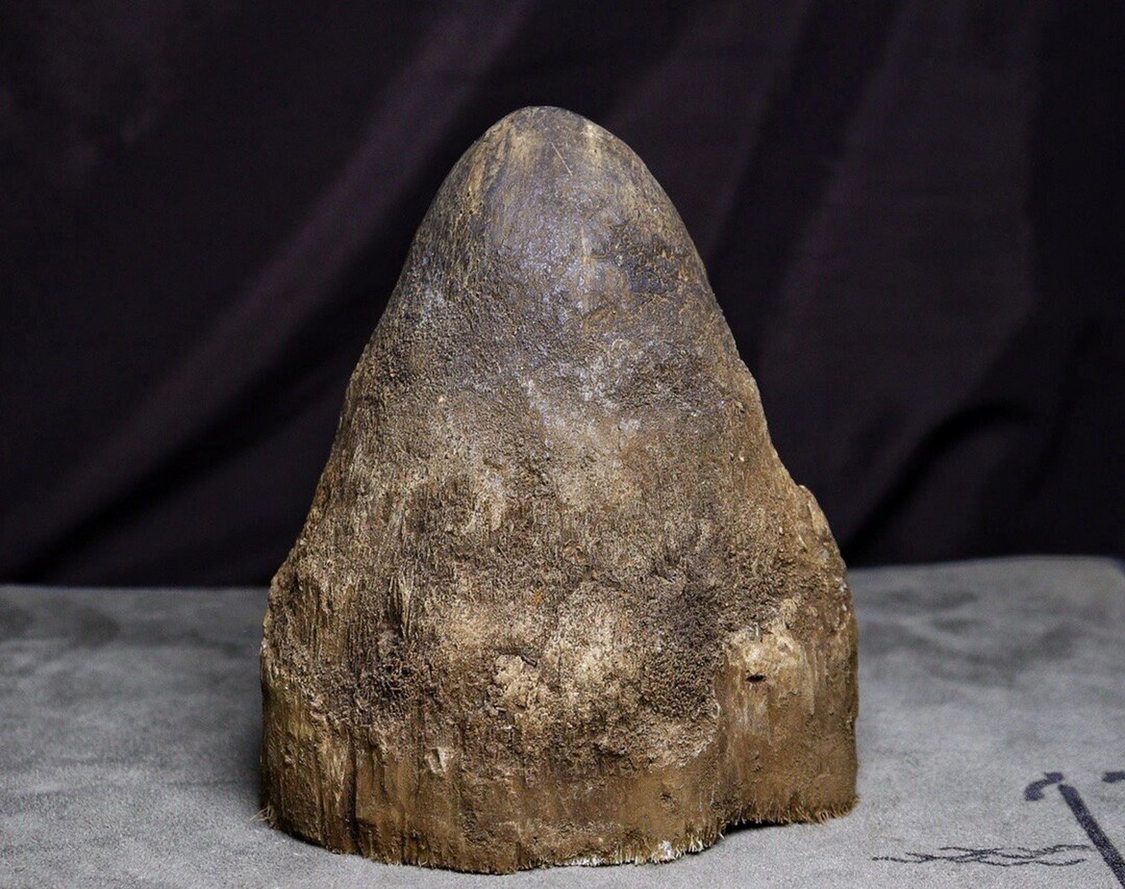 披毛犀角完全合法的.