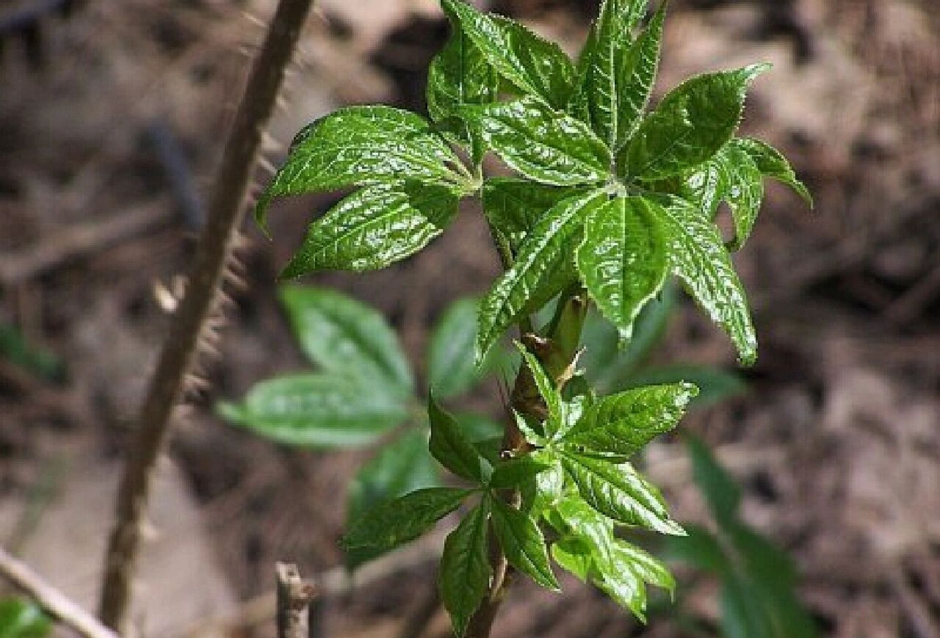吉林省野菜——刺么果棒(刺五加)  采摘时小心刺
