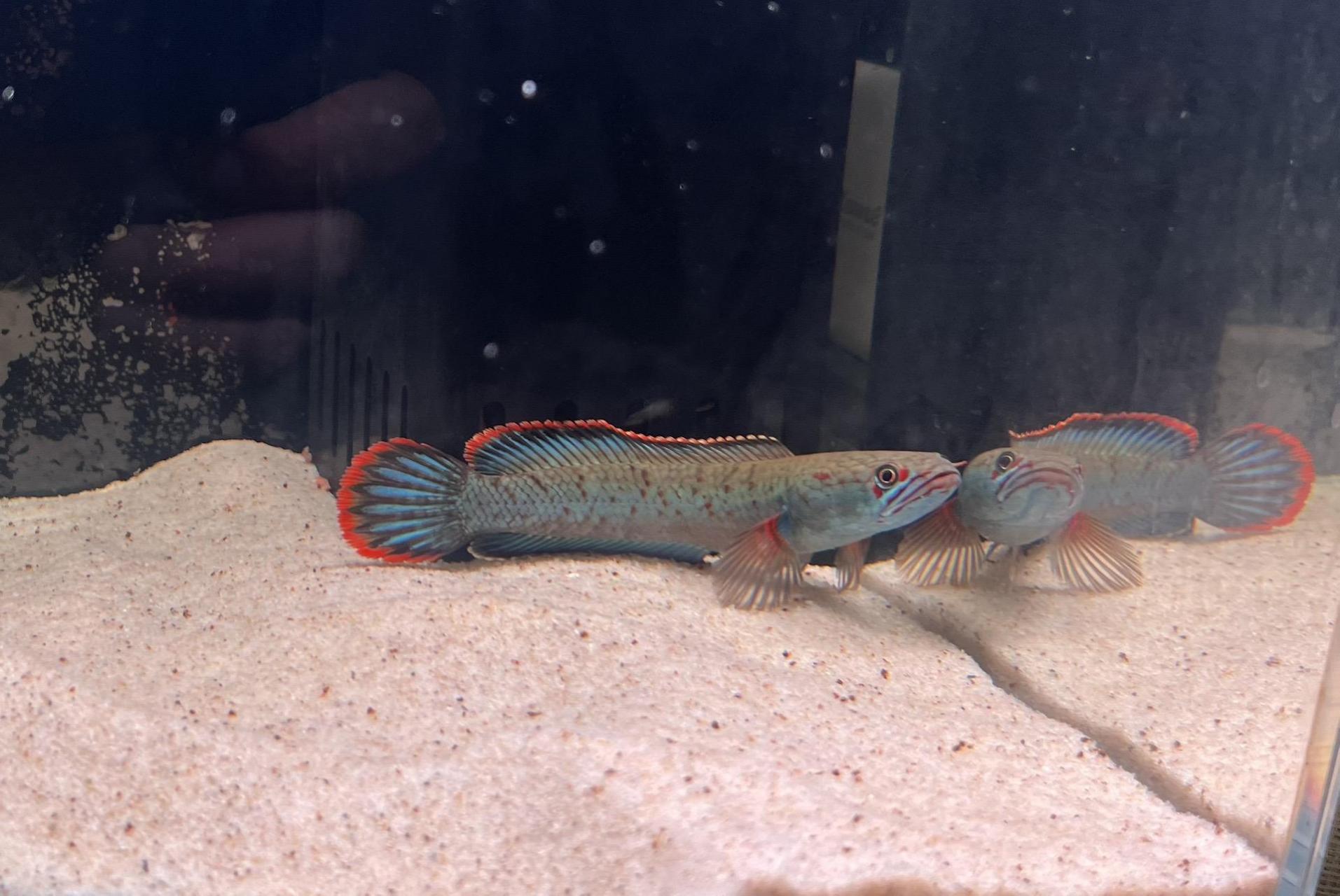 关于雷龙鱼背景纸颜色选择(黑缸还是白缸)之前一直听说白缸更能显雷龙