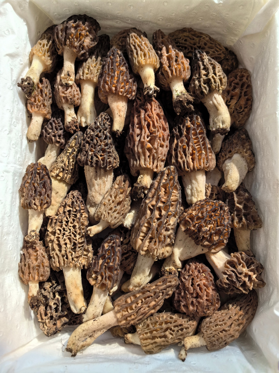 野生羊肚菌新鲜的,预计还有最三五天吧.