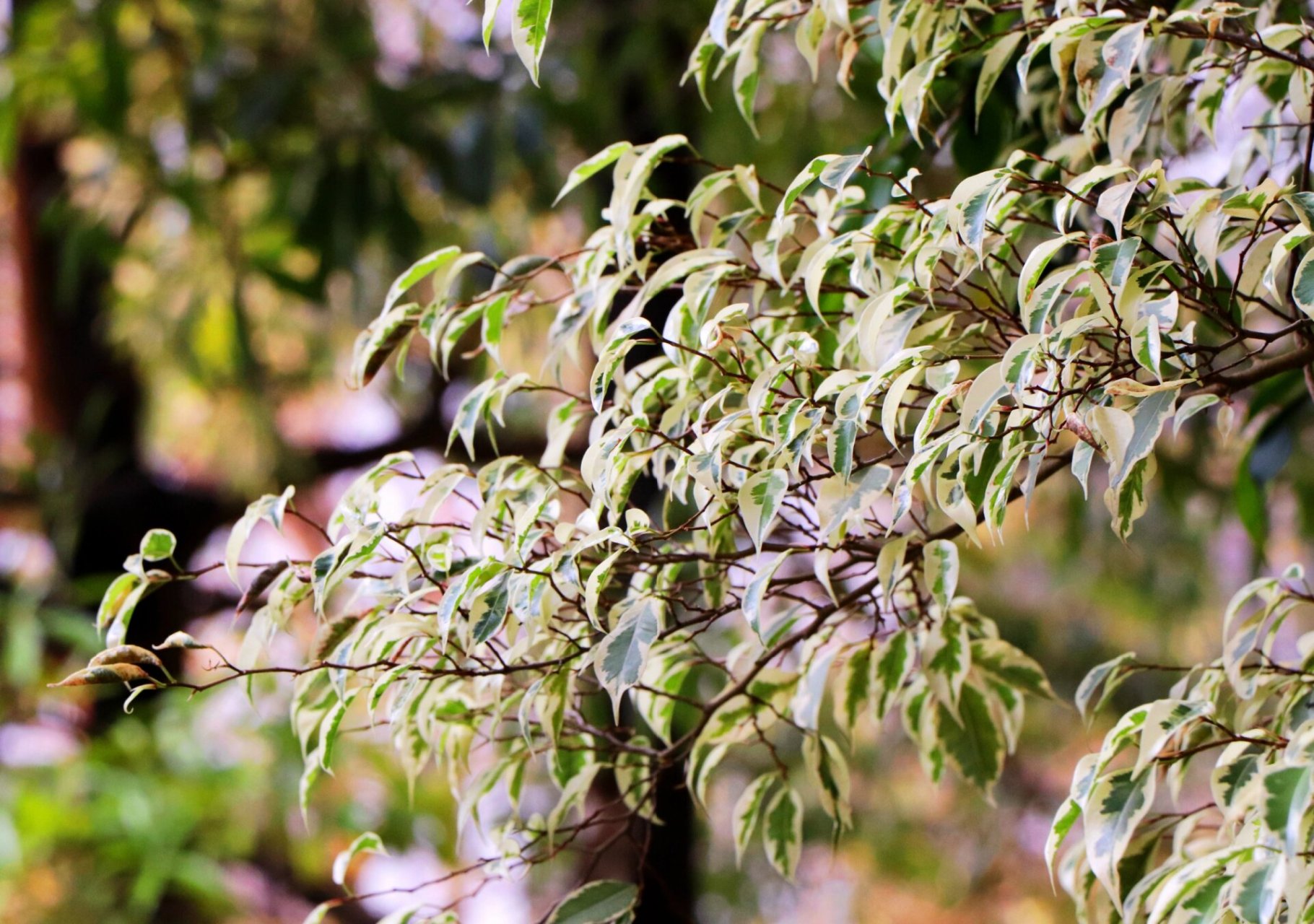 花叶垂榕,观叶也美丽! 小区花园一到春天,各种花此开彼谢,非常热闹.