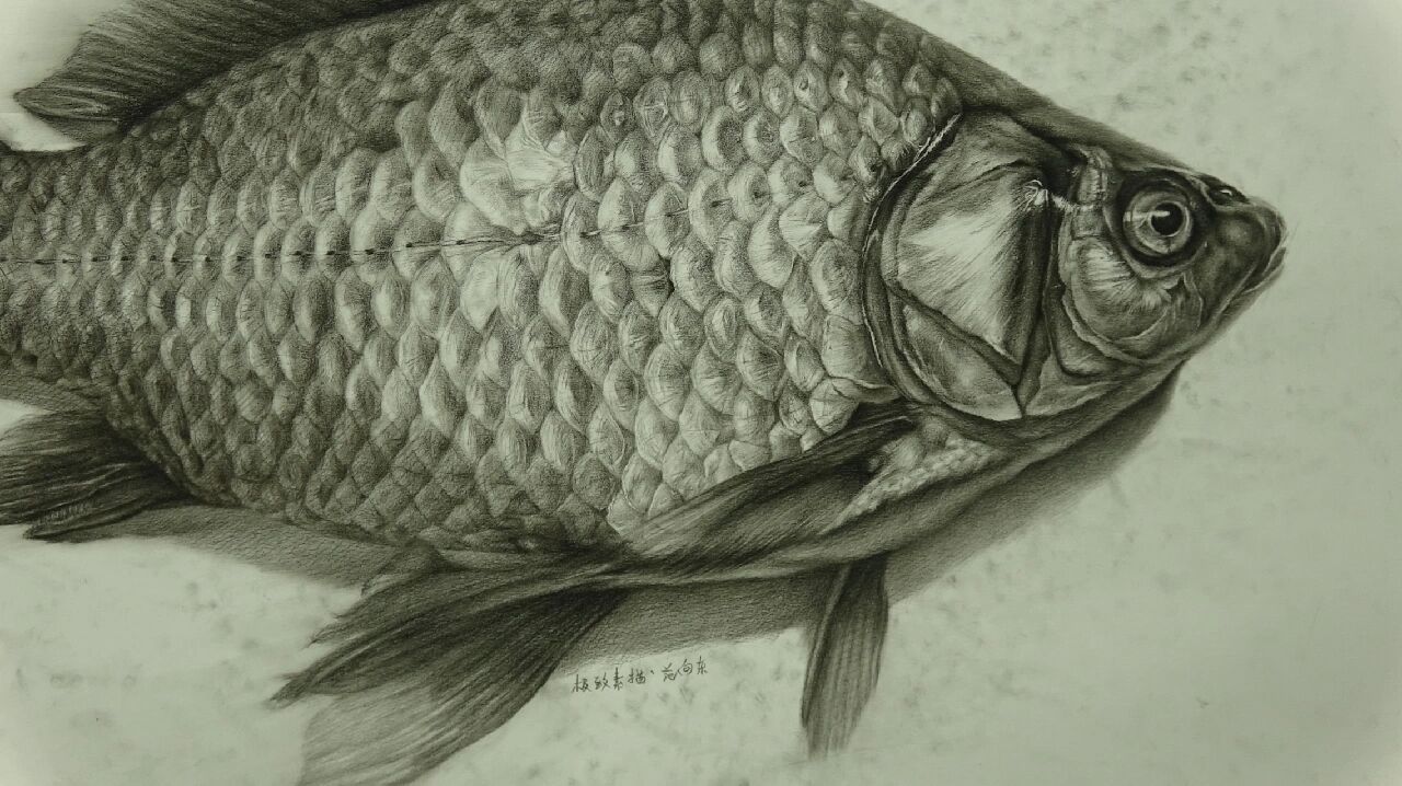 素描鱼步骤图
