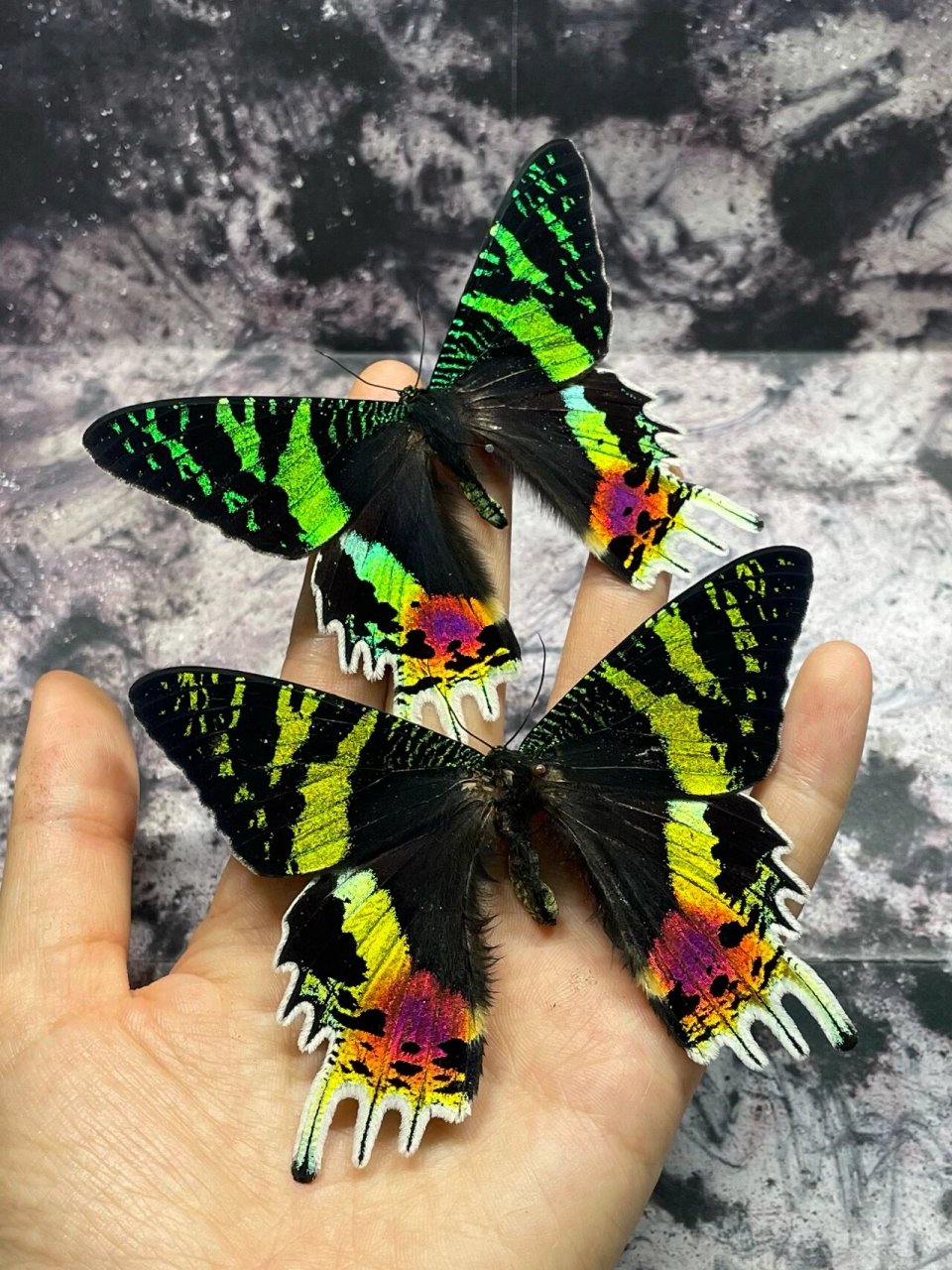 太阳蛾 马达加斯加金燕蛾 你是我的98 8415中文正名:马达加斯加