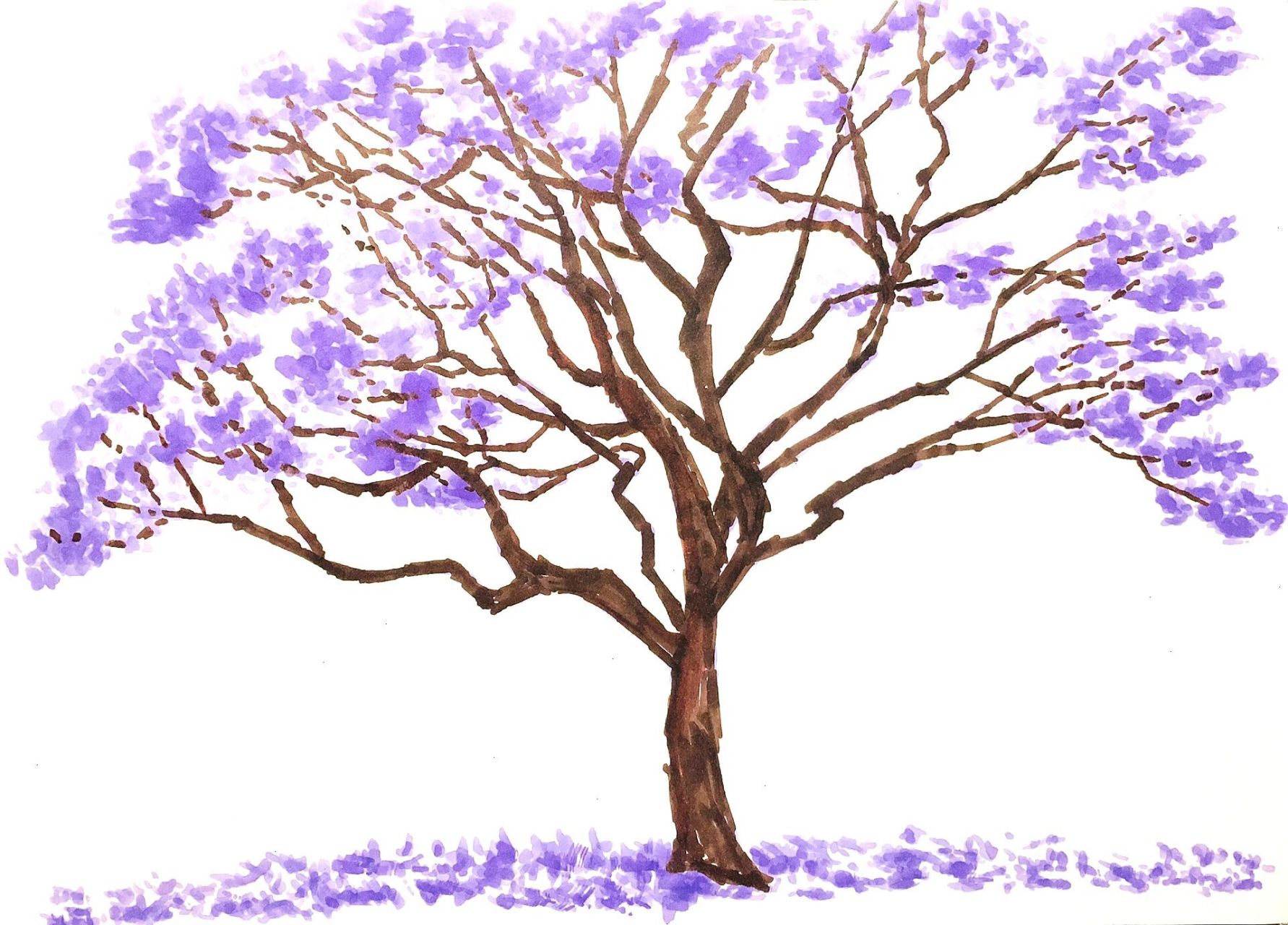 马克笔手绘蓝花楹,树形和色彩都好美!    马克笔速涂,蓝花楹可真是太