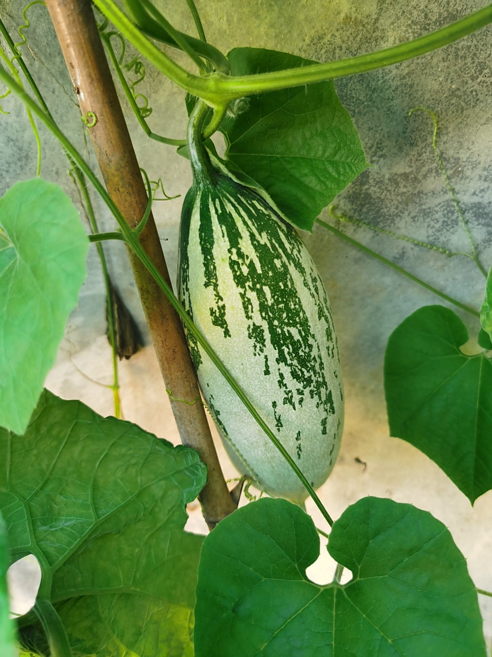 野生老鼠瓜 这颗老鼠瓜成熟了,野生的,在院子里.