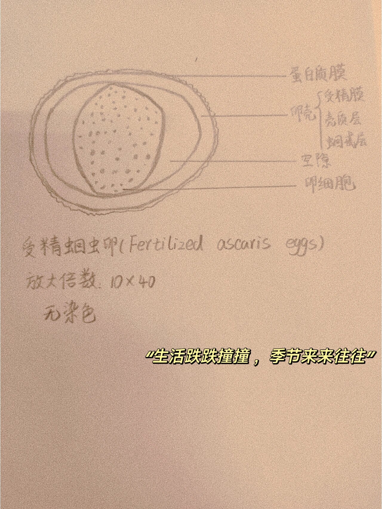 受精蛔虫卵 形态:宽椭圆形 颜色:棕黄色 卵壳厚而透明,分为三层,由