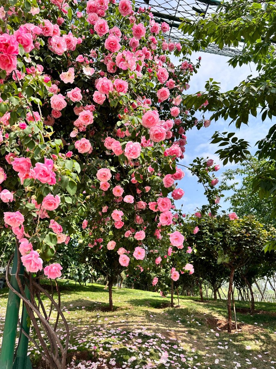 邀请你看花🌸 live直出 西班牙女郎🌸 已经是花海了~ 成千上亿朵