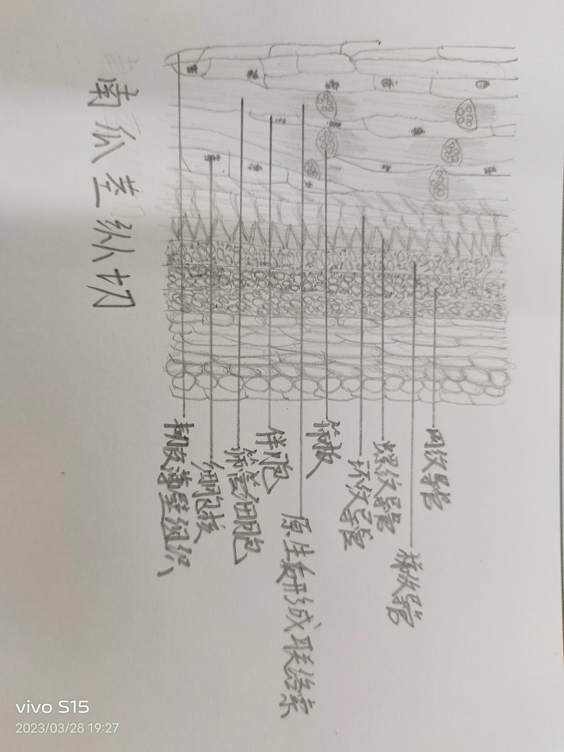 南瓜茎纵切结构说明图图片