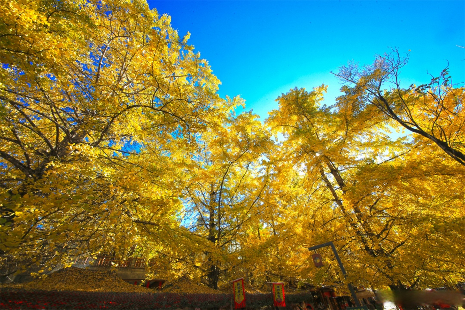 寻美云南# 【腾冲"高颜值"打卡地——江东银杏村】固东镇江东社区