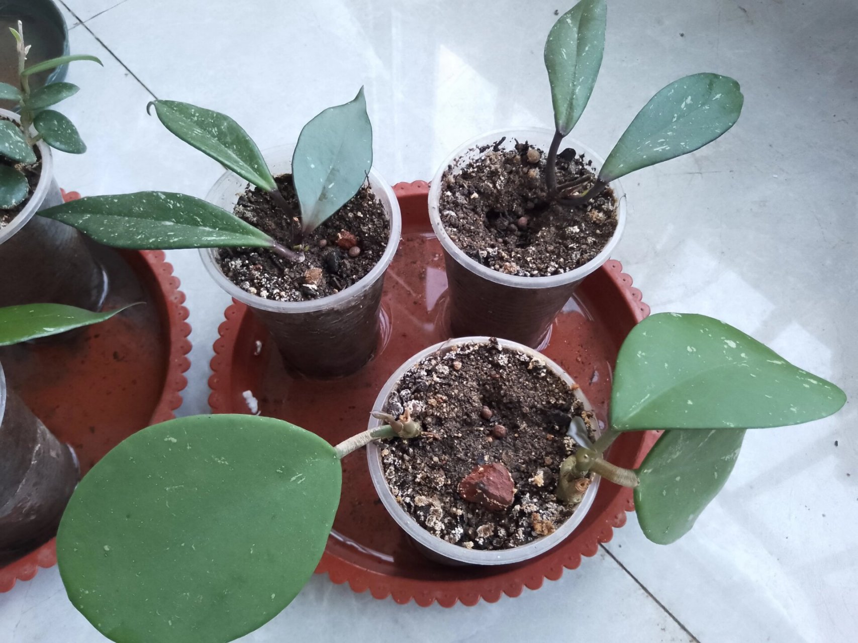 球兰扦插原来这么简单 五月底花友送我的球兰枝条,修剪晾干伤口后,就