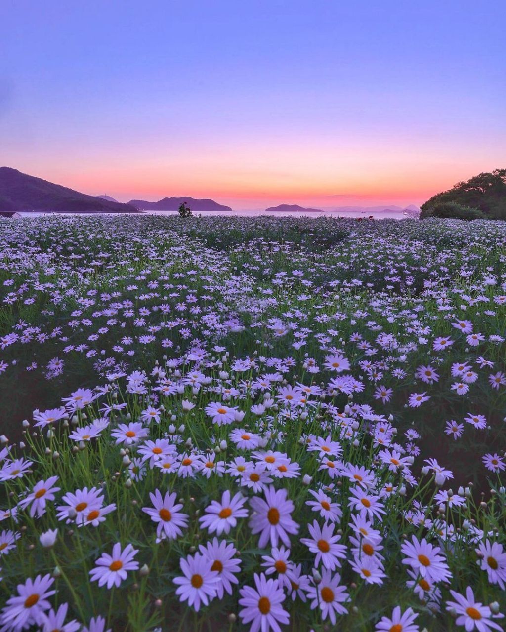 9591小众游|梦中的纯白色小雏菊花海989898 位于香川县的"