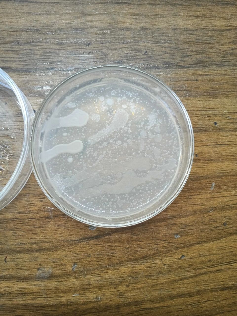 猜猜这些是什么菌的菌落 试试新买的玻璃培养皿.