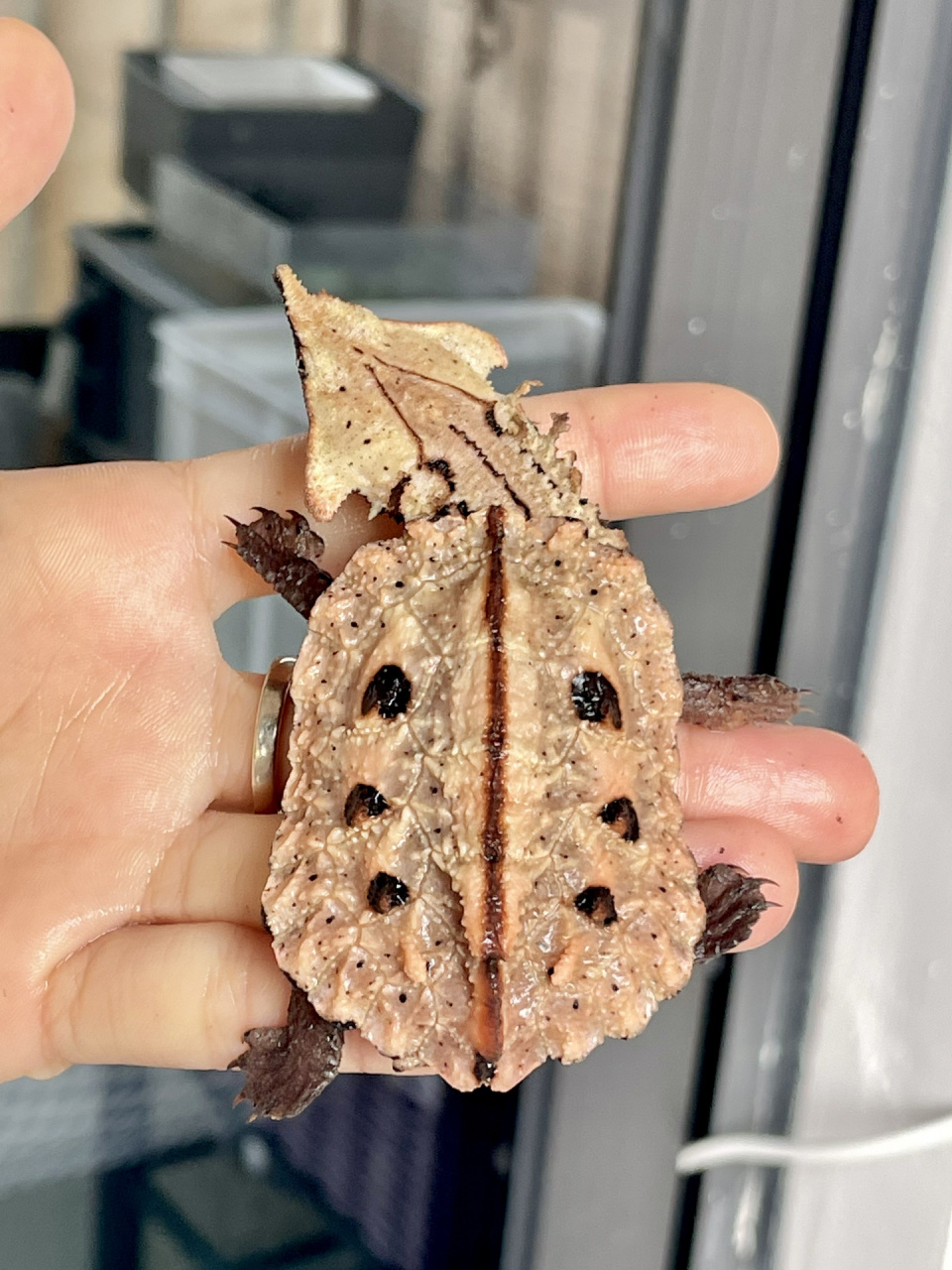 2023的第一只龟|黑玛塔龟 枯叶94   新年第一天就到家啦!