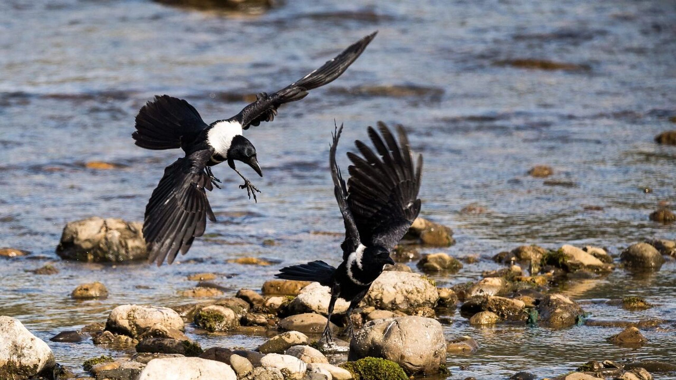 白颈鸦照片 白颈鸦在《中国鸟类野外手册》编号650(学名:corvus