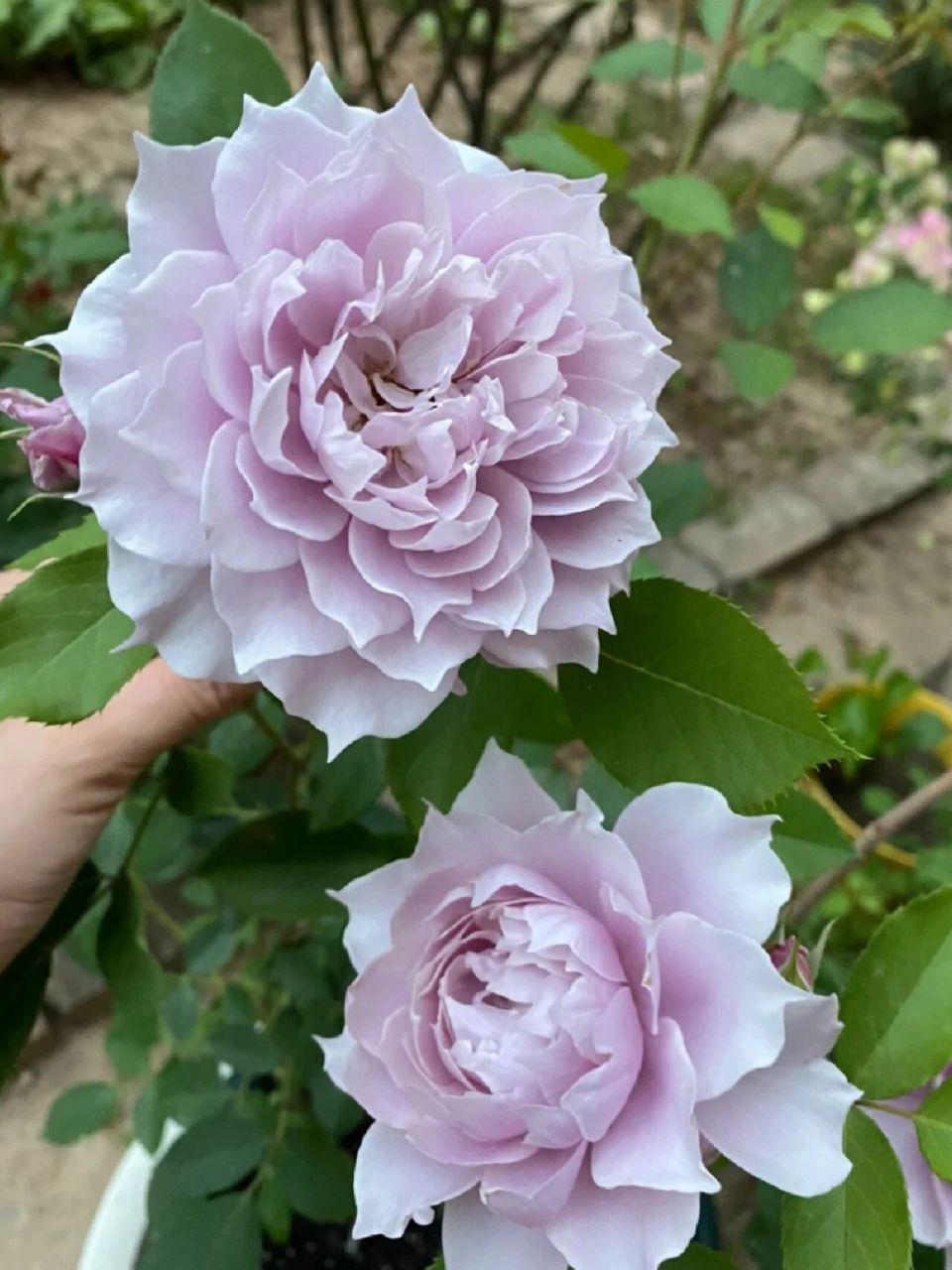 幻紫优缺点 月季"幻紫"丰花灌木月季,高度80-120厘米,花朵8厘米以上