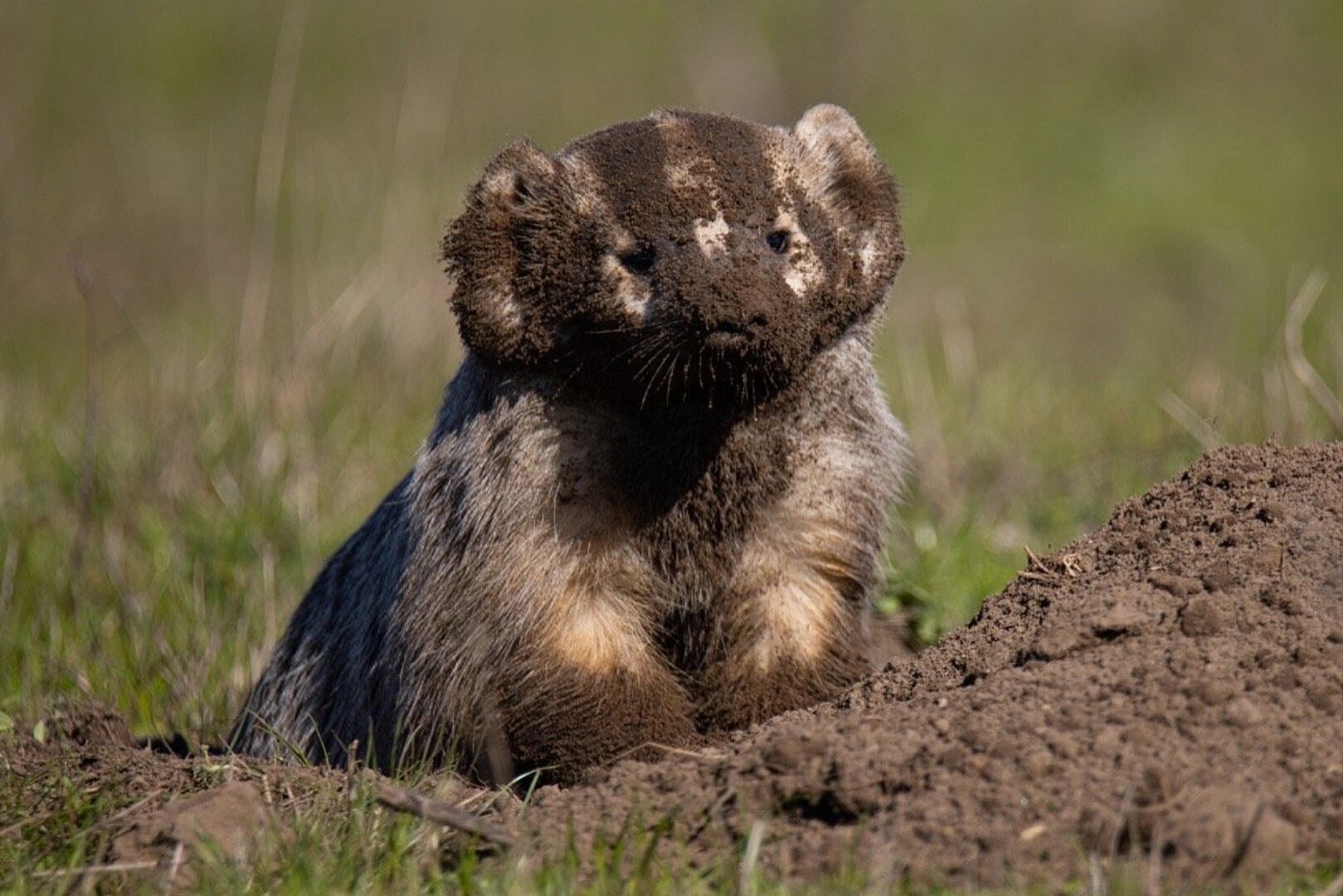 送你一只刚出土的美洲獾 就这么张照片我早年发微博有2700多转发 300