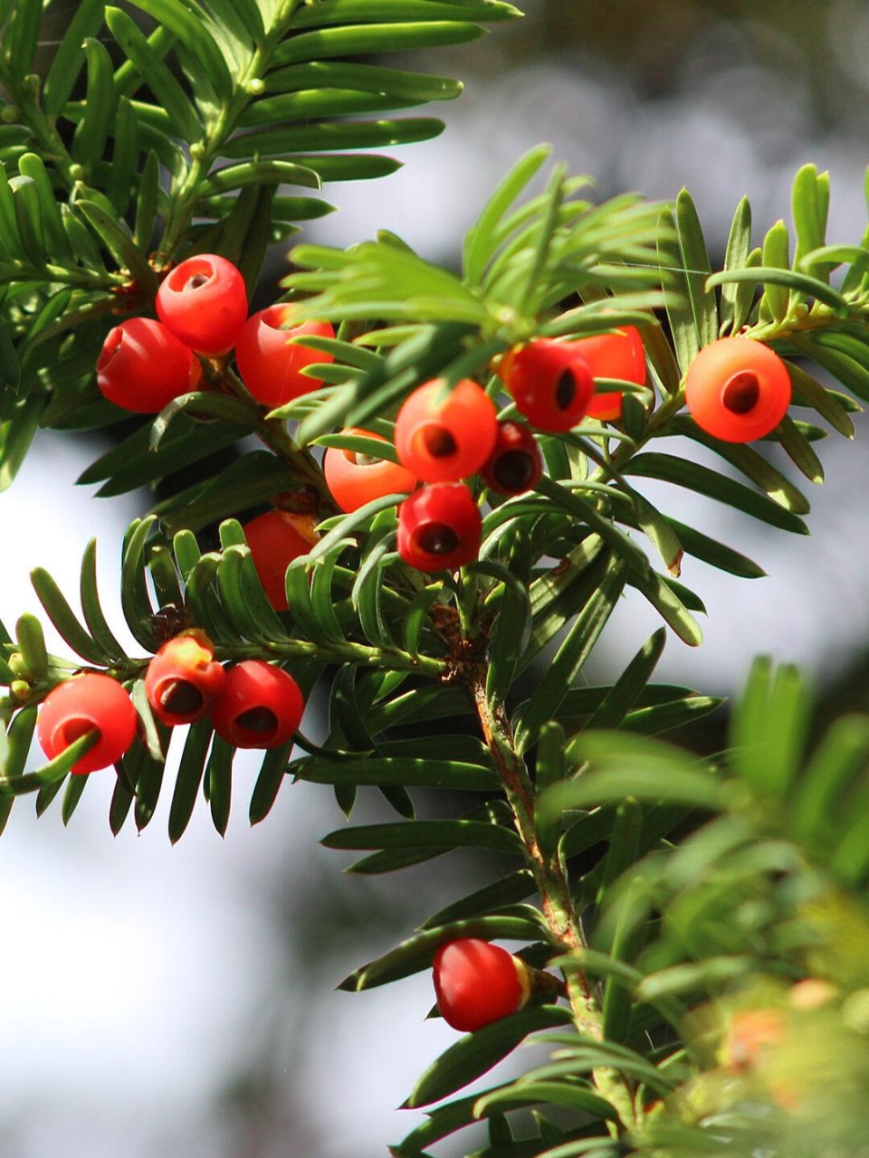 种花草养护知识 | 红豆杉 名:红豆杉/taxus wallichiana 科:红豆杉科