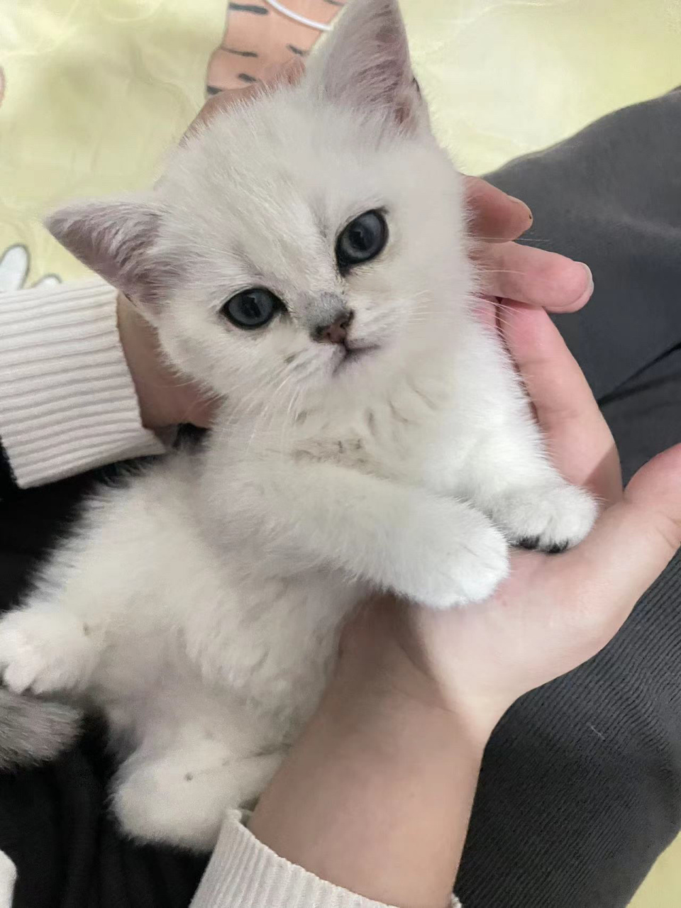 不到两个月的银渐层猫妹妹欧,图三是猫爸爸.想要的评论或私信