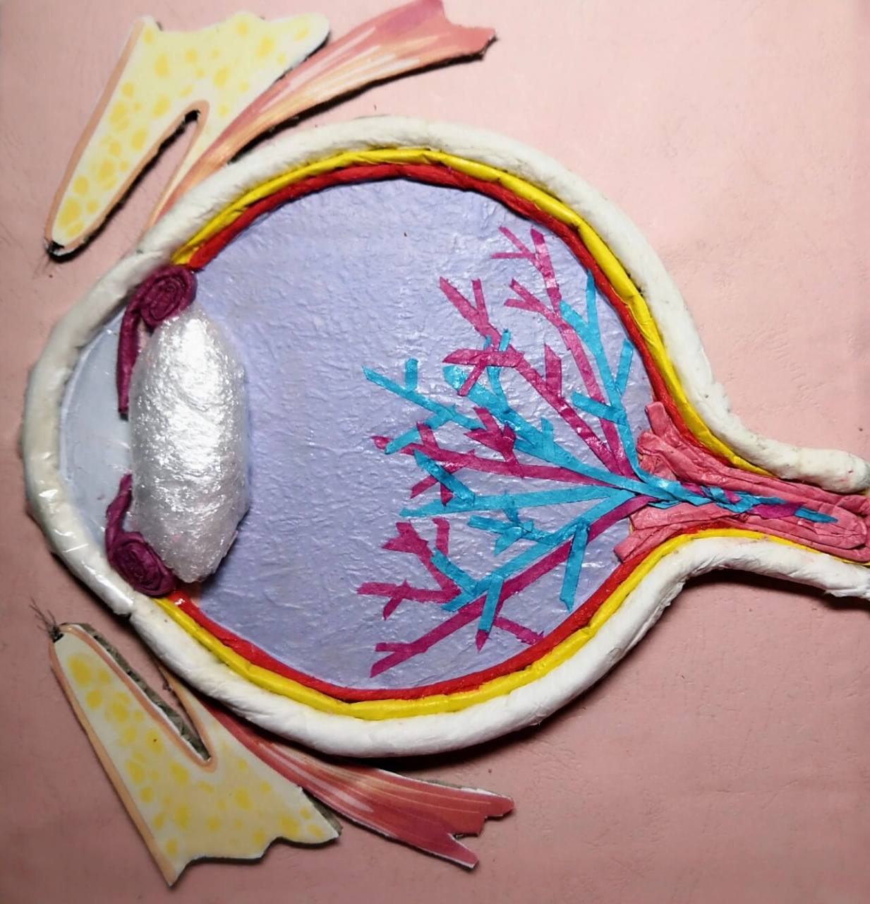 眼球的解剖模型 初中生的手工作业