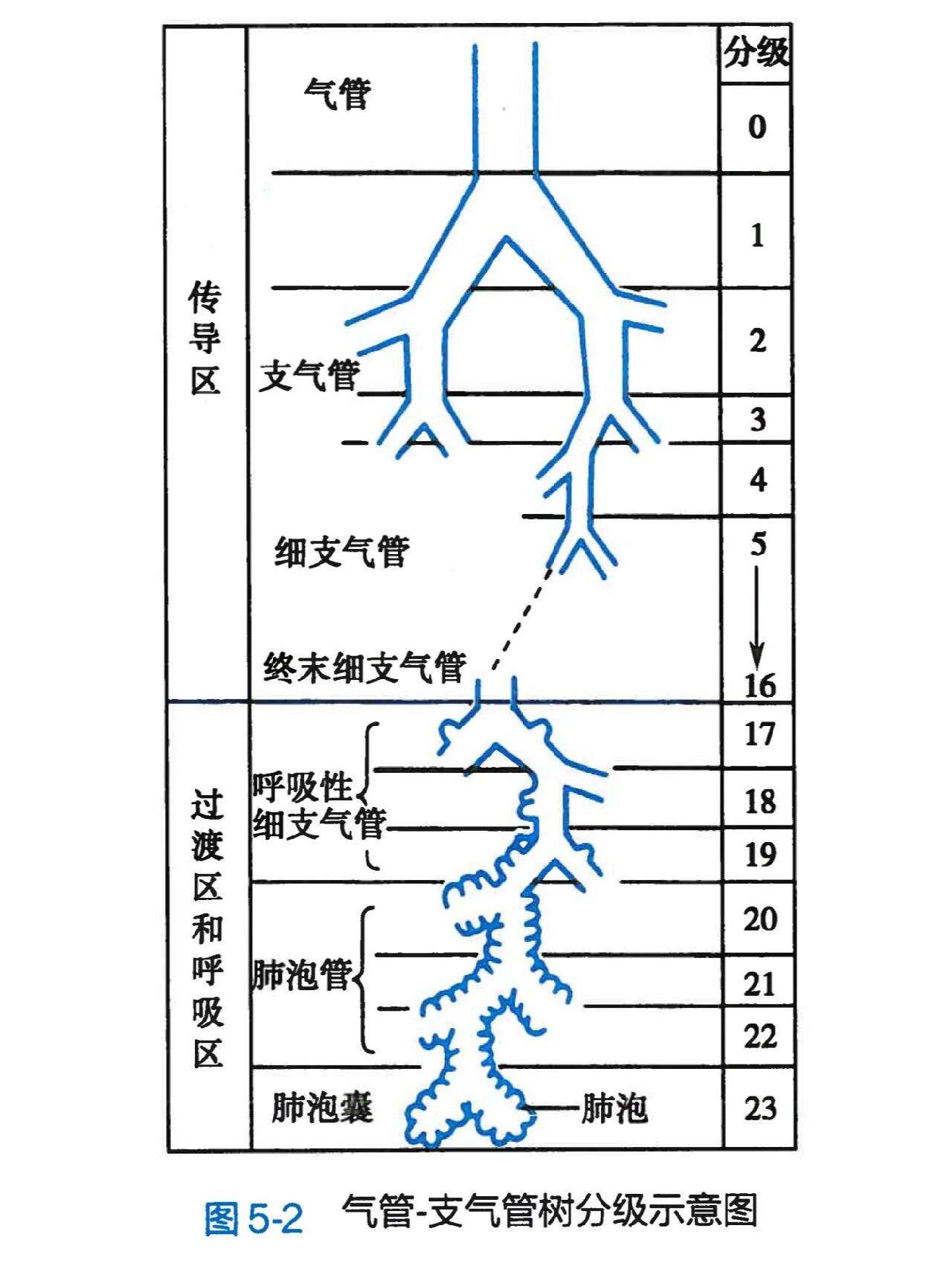 肺泡气体交换示意图图片