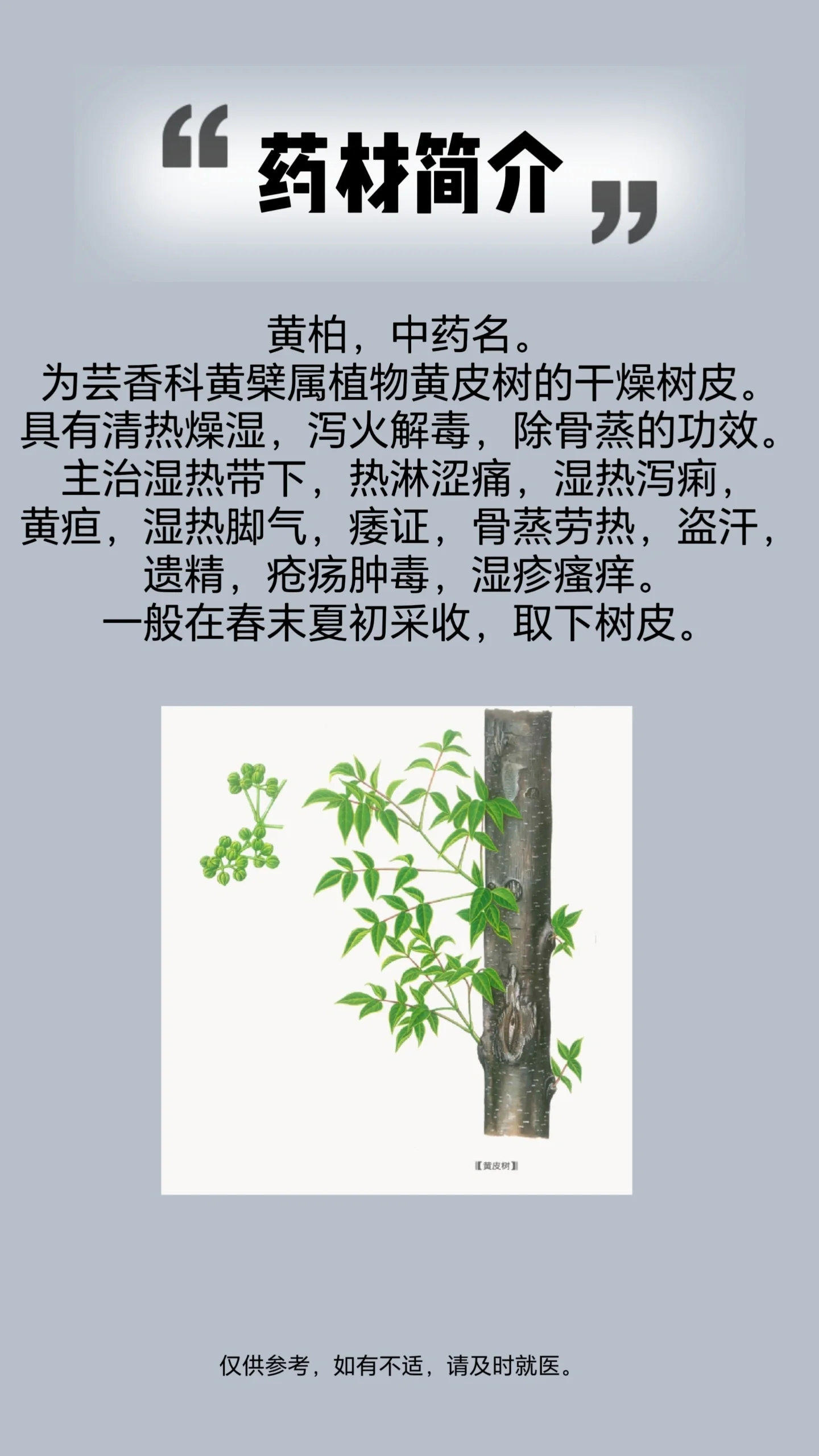 黄柏的功效与作用树芽图片