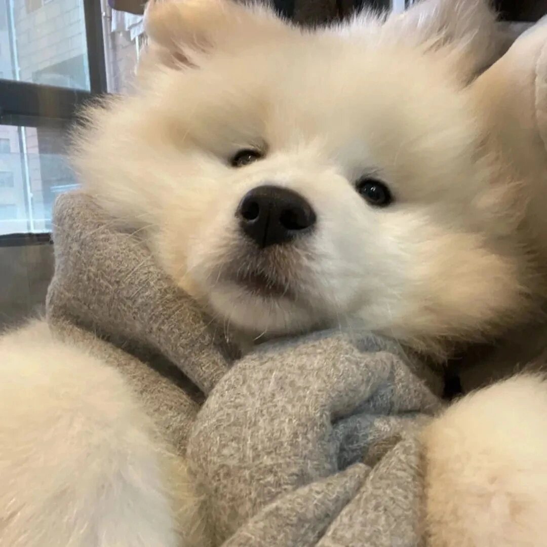 萨摩耶修勾勾头像