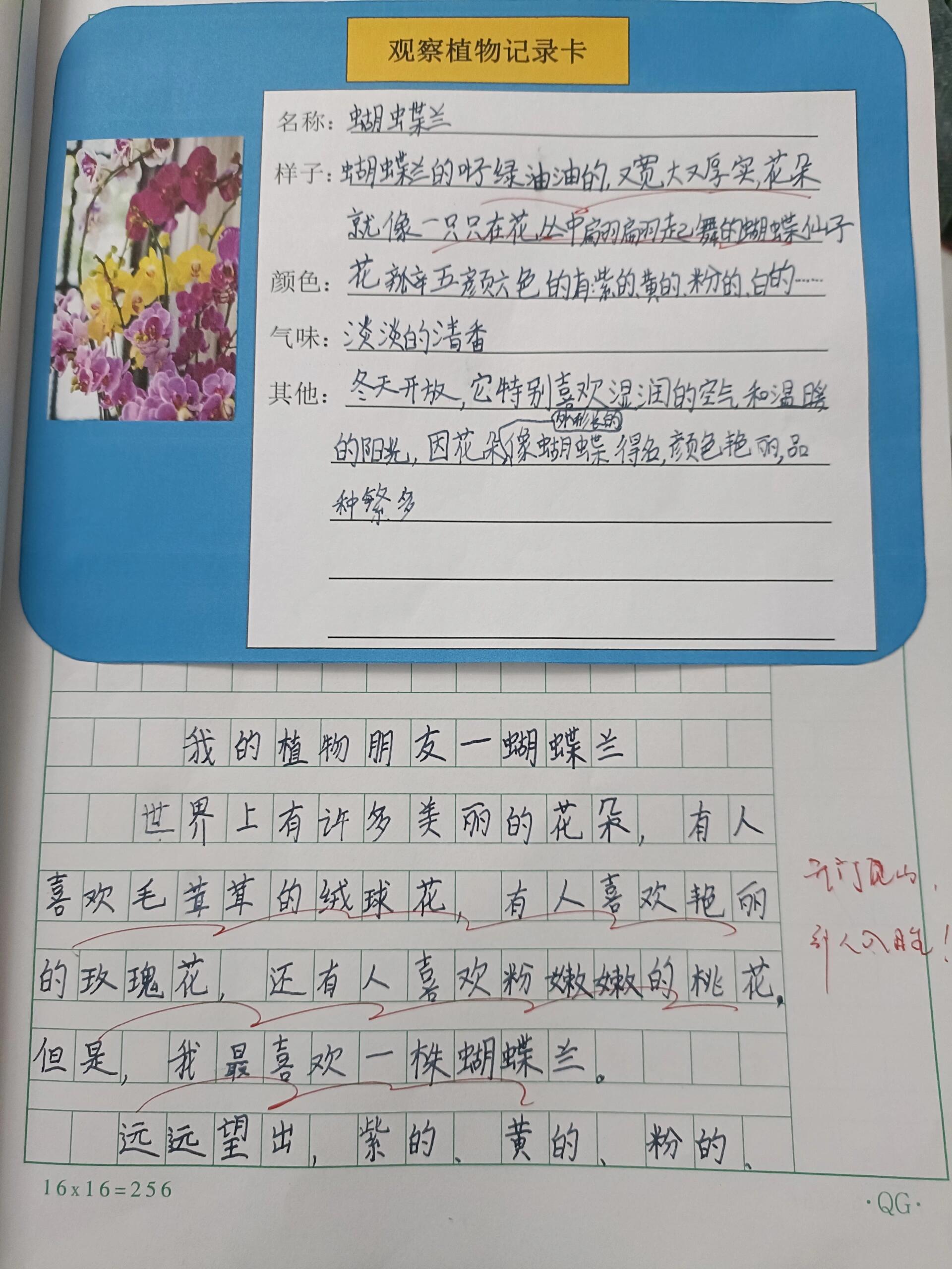 蝴蝶兰样子怎么描写图片