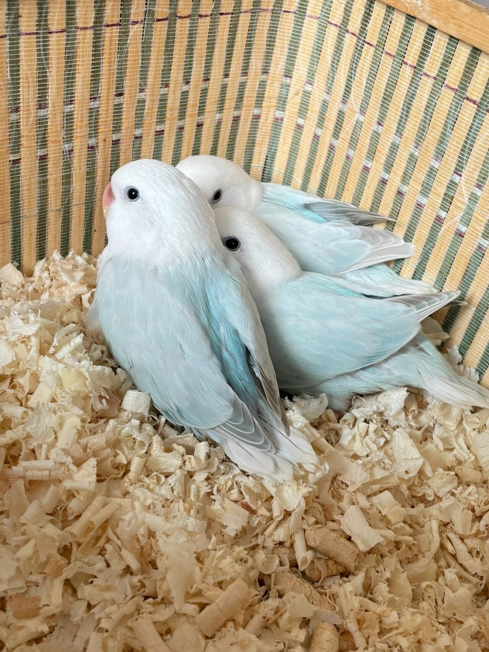 牡丹鹦鹉|松石伊莎 松石系列