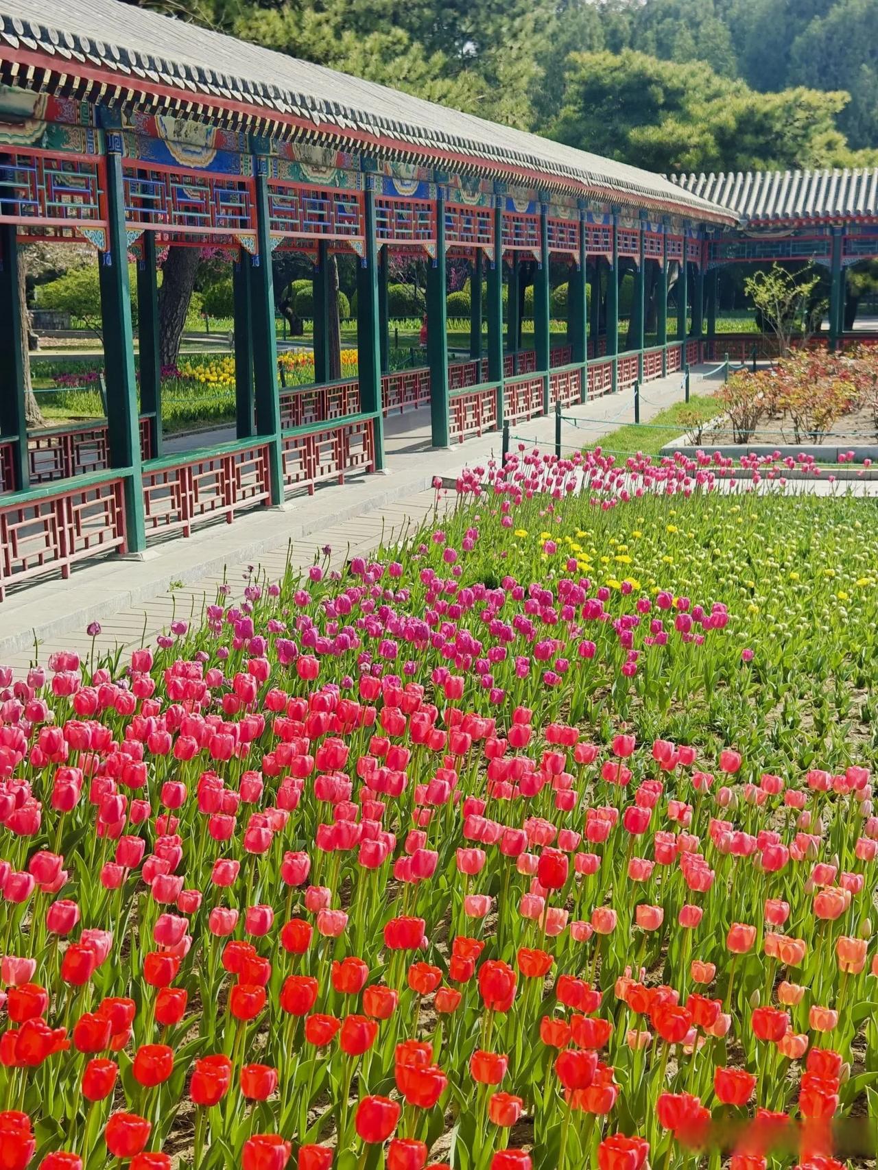 北京头条4月3日实拍北京中山公园郁金香目前公园里的郁金香都已美丽