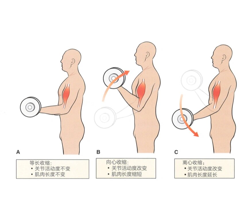 等长收缩,向心收缩与离心收缩 等长收缩:肌肉长度不变而产生