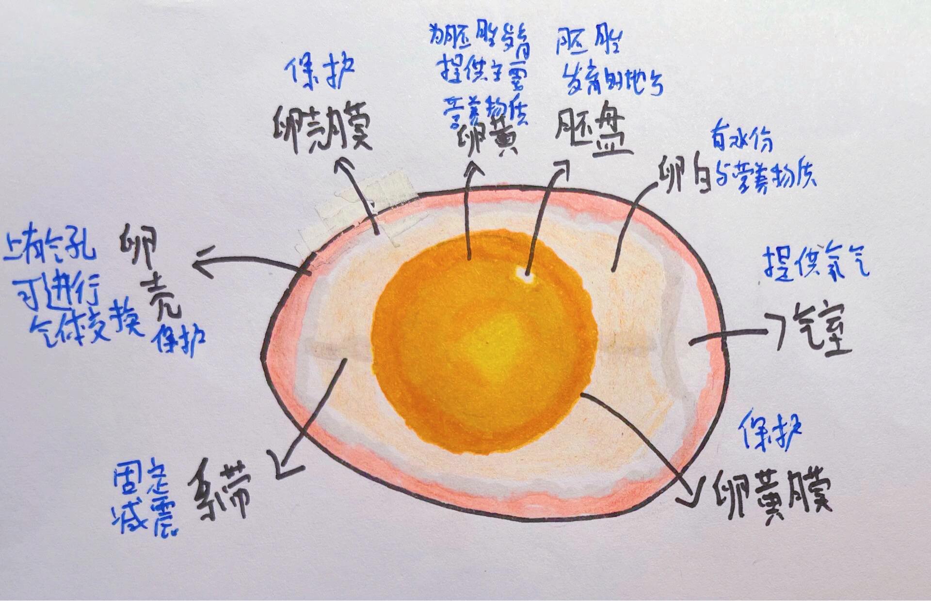 八下生物双减作业