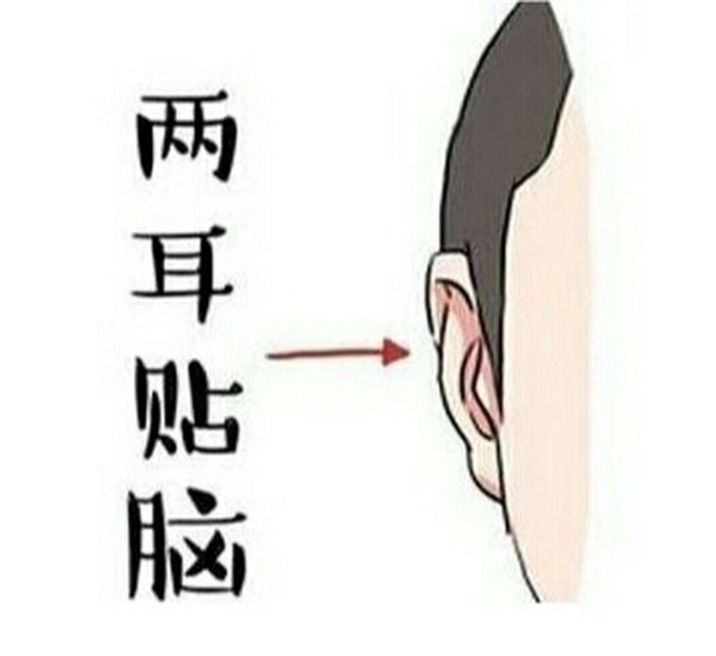 贴脑耳的特征是耳朵紧贴头部 从正面几乎看不到耳朵,耳廓坚硬,高耸