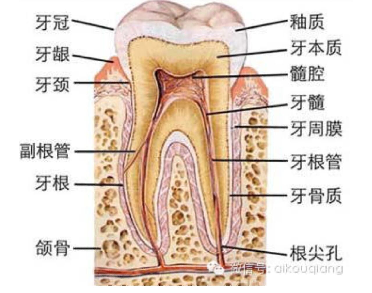 口腔解剖牙面名称