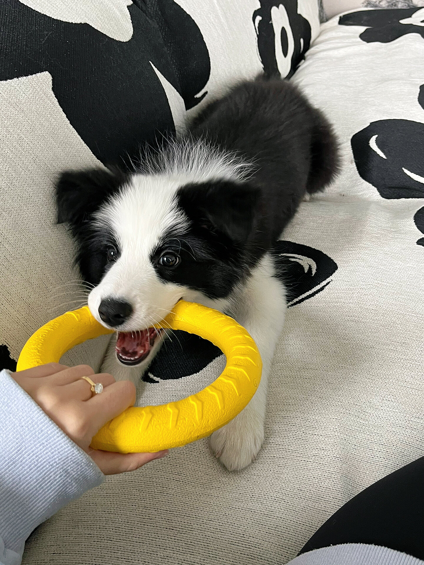 三个月的小狗可爱吗?